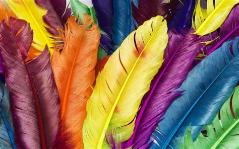 Feathers In Colors Wallpapers Hd Wallpapers Id 9003