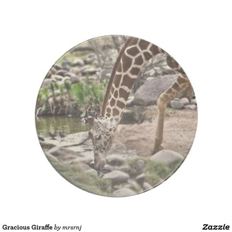 Gracious Giraffe Coaster Zazzle Sandstone Coasters Coasters Giraffe