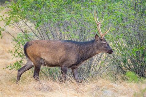 The Sika Deer Everything There Is To Know About This Exotic Species