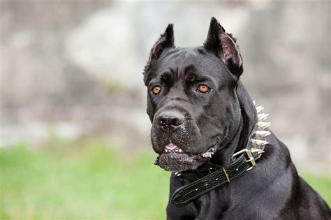 Cane Corso Dog Breed Information Complete Guide