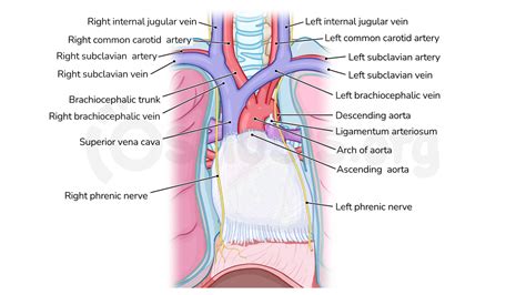 Anatomy Of The Superior Mediastinum Osmosis