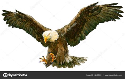 Bald Eagle Flying Hand Draw On White — Stock Photo © Patthana 132482590