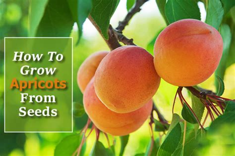 How To Grow Apricots From Seed