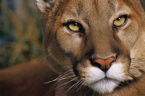 Nature Puma The Lion Of The Andes The Greanville Post