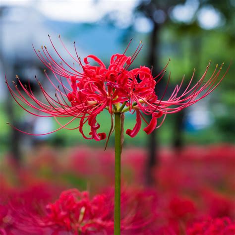 Tall Flowers Red Flowers Beautiful Flowers Red Lily Flower