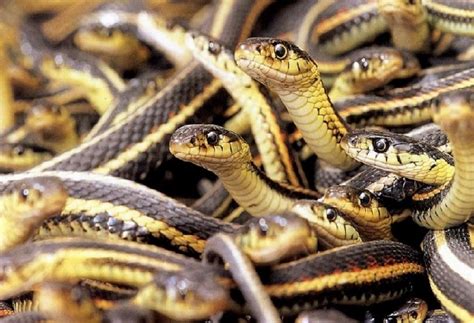 Do Snakes Live In Groups Or Alone Clever Pet Owners