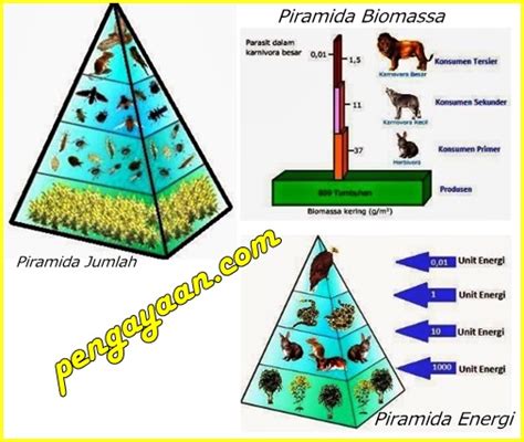 Detail Gambar Piramida Ekologi Koleksi Nomer 28
