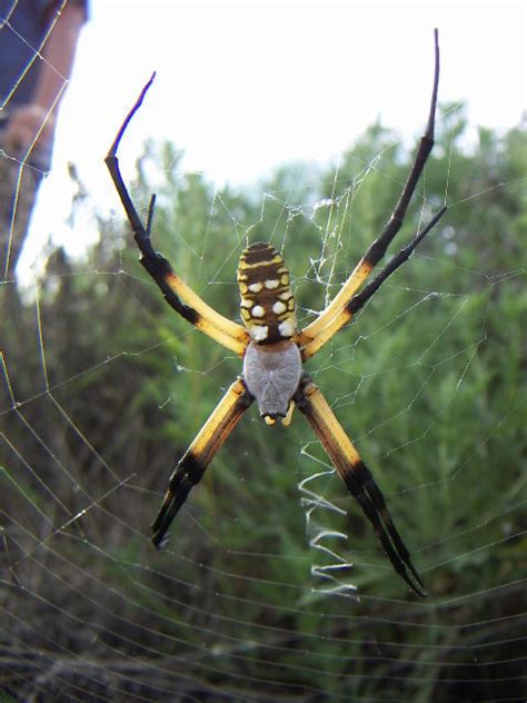 Yellow Garden Spider Gtm Research Reserve Arthropod Guide · Inaturalist