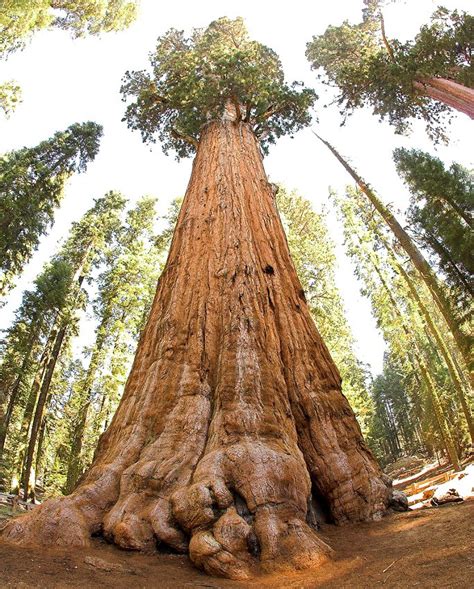 Big Tree Giant Redwood Sequoia Gigantea 40 Seeds