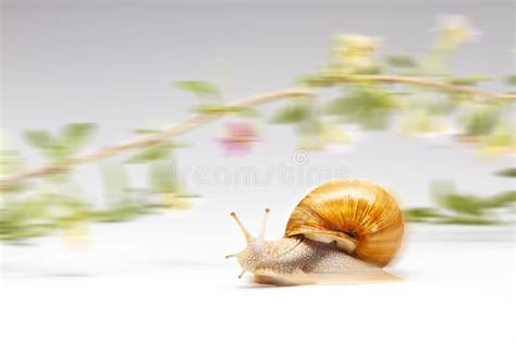 Snail Is Very Fast Creeping Stock Photo Image Of Gastropod Autumn