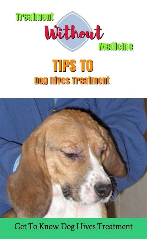 You Can Get More Info By Clicking On The Image Dog Hives Dog