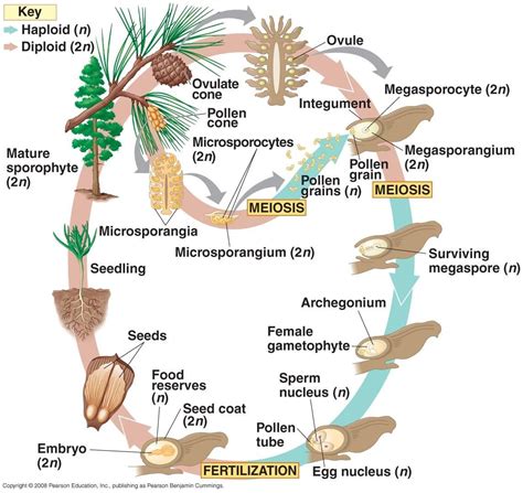Gymnosperm Life Cycle Biology Plants Botany Lessons Tree Life Cycle