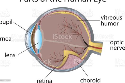 We use our eyes to perceive up to 80% of impressions from our surroundings through our eyes, making them the most important sense organ we have. Diagram Of The Human Eye With Parts Labeled Stock ...