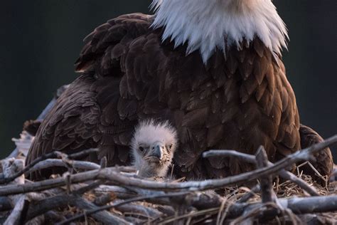 Five Rules For Photographing Bald Eagle Nests Audubon
