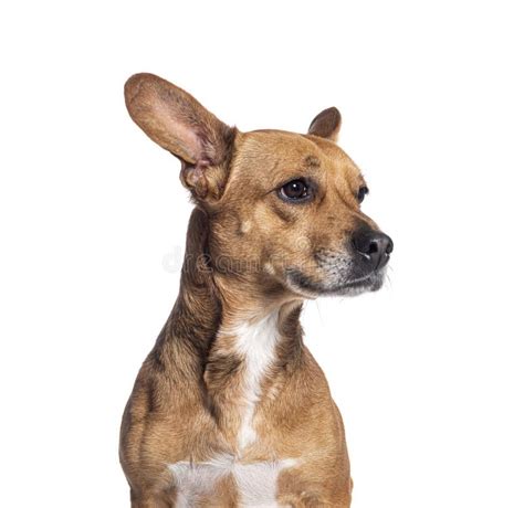 Head Shot Of A Crossbreed Dog With Big Ears Looking Away Isolated On