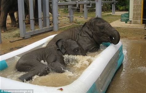 The Animal Zone Adorable Baby Elephants Love Playing In Their New