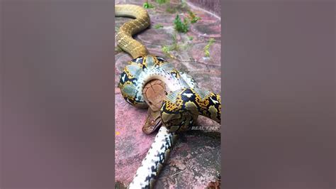 King Cobra Vs Anaconda की लड़ाई हुई किसकी जीत होगी 🤔 Fact Animals