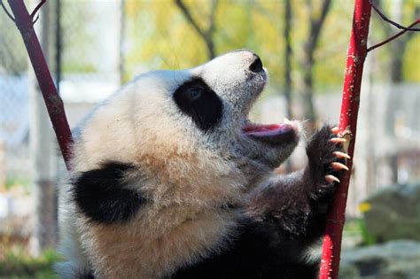 Roly Poly Pandas Hit 7 Months Stealing Hearts At Toronto Zoo Cbc News