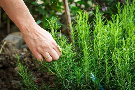 How To Transplant Rosemary For The Winter