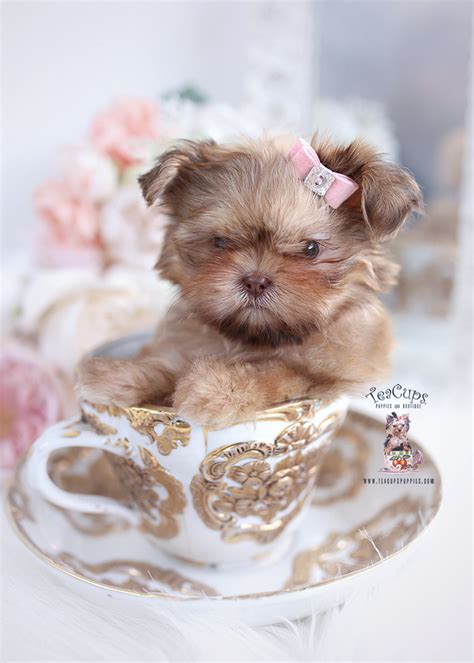 Shih Tzu 148 Teacup Puppies And Boutique