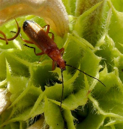 Common Red Soldier Beetle Rhagonycha Fulva Bugguidenet