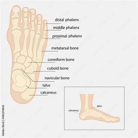 Human Foot Bones Anatomy Sketch Vector Orthopedic Medicine Skeleton Of