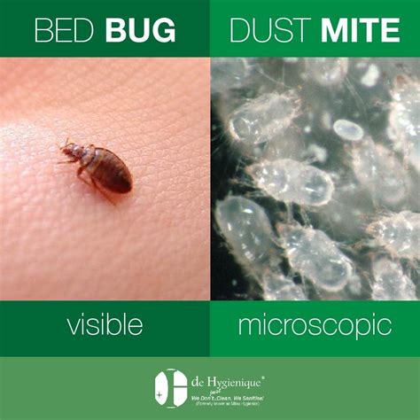 Bed Bug Dust Mites Pest Phobia