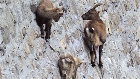 Amazing Footage Goats Climbing On A Near Vertical Dam
