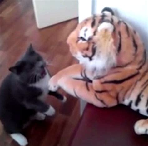 Hilarious Video Shows Tiny Kitten Punch Tiger In The Face Daily Mail