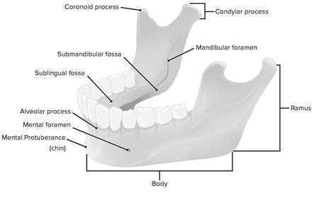 Mandíbula Y Articulación Temporomandibular Anatomía Concise Medical