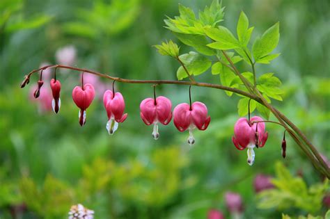 The plant called the bleeding heart was first known by that name in the late 17th century. Selective focus photo of Bleeding heart flowers ...