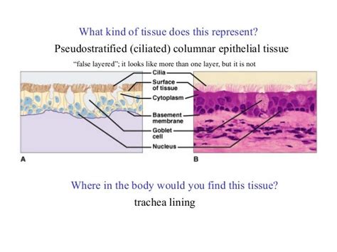 Ex 6a Epithelialtissues