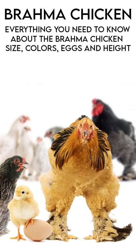 Everything You Need To Know About The Brahma Chicken Size Colors