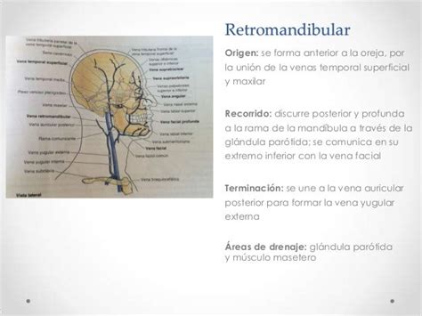 Anatomía Cabeza Musculos Nervios Arterias Y Venas De La Cara