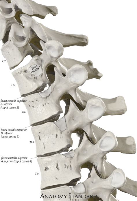Atypical Thoracic Vertebrae Th1 And Th9th12
