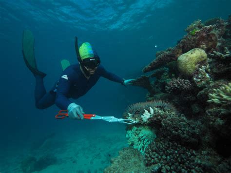 Winning The War On Great Barrier Reef Crown Of Thorns Starfish Csiroscope