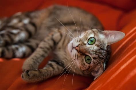 Another obstacle in diagnosing cat sneezing is the plethora of underlying causes. Why is my cat constantly sneezing? - PetMeds® Pet Health Blog