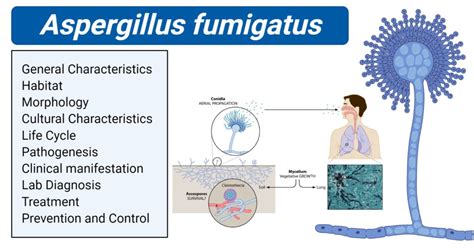 Aspergillus Fumigatus An Overview 2022