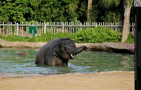 Baby Asian Elephant Playing In Pool By Damselstock On Deviantart