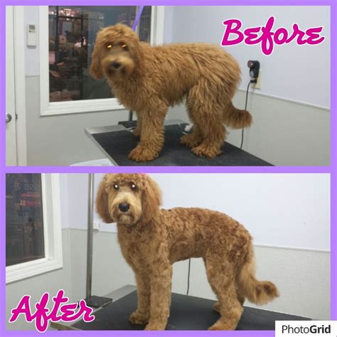 My goldendoodle is a real water dog. This is London the Labradoodle before and after her ...