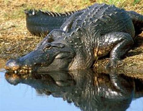 10 Interesting American Alligator Facts My Interesting Facts