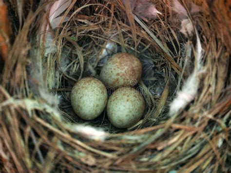 Nest In The Forest With Bird Eggs Stock Photo Image Of Life Object