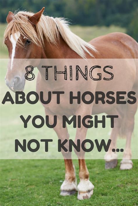 It Did What 8 Things About Horses You Might Not Know Horses Horse
