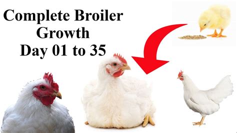 Complete PROCESS Of BROILER Chicken GROWTH From DAY TO DAY Poultry Farming In Pakistan