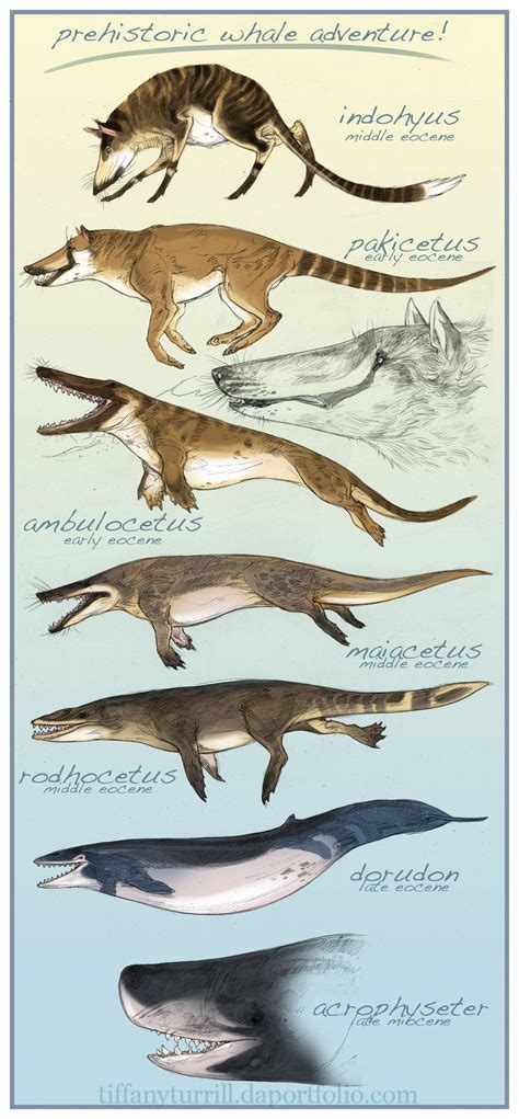 The Evolution Of Prehistoric Whales