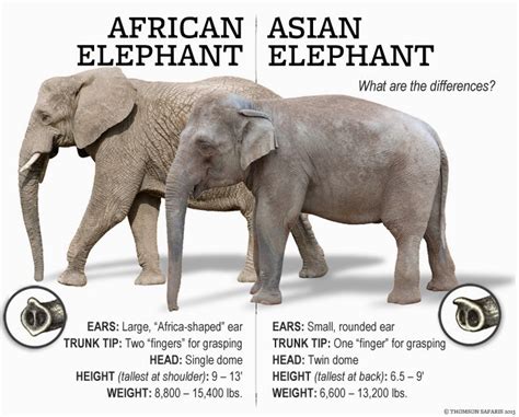 rules of the jungle difference between african and asian elephants