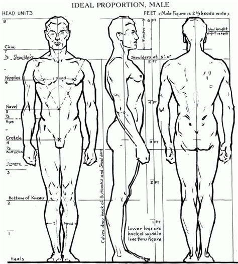 Proportions Of The Human Figure How To Draw The Human Figure In The Correct Proportions How