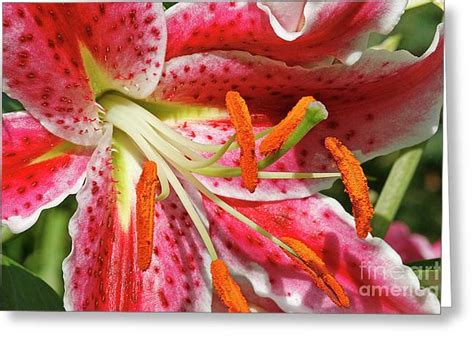 Oriental Lily Photograph By Cindi Ressler