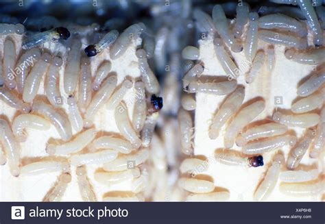 Larvae Underground High Resolution Stock Photography And Images Alamy