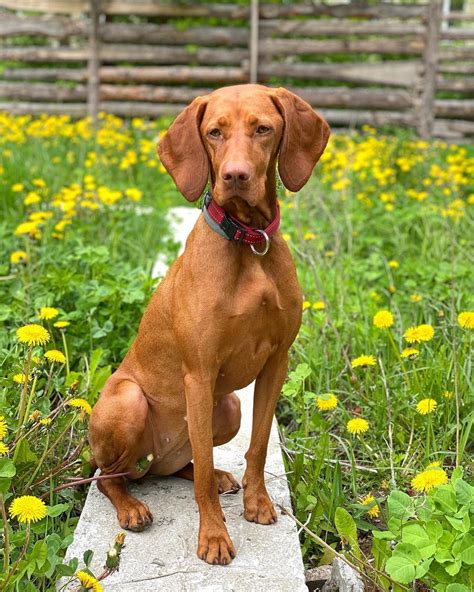 15 Cool Facts About Vizsla Dogs Page 2 Of 5